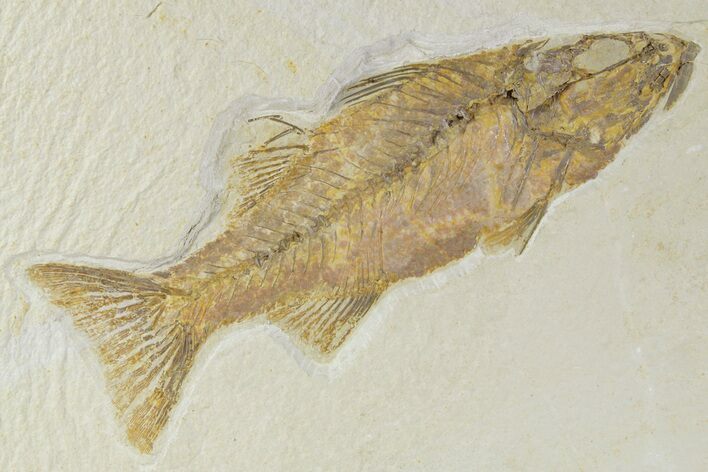 Uncommon Fish Fossil (Mioplosus) - Wyoming #356728